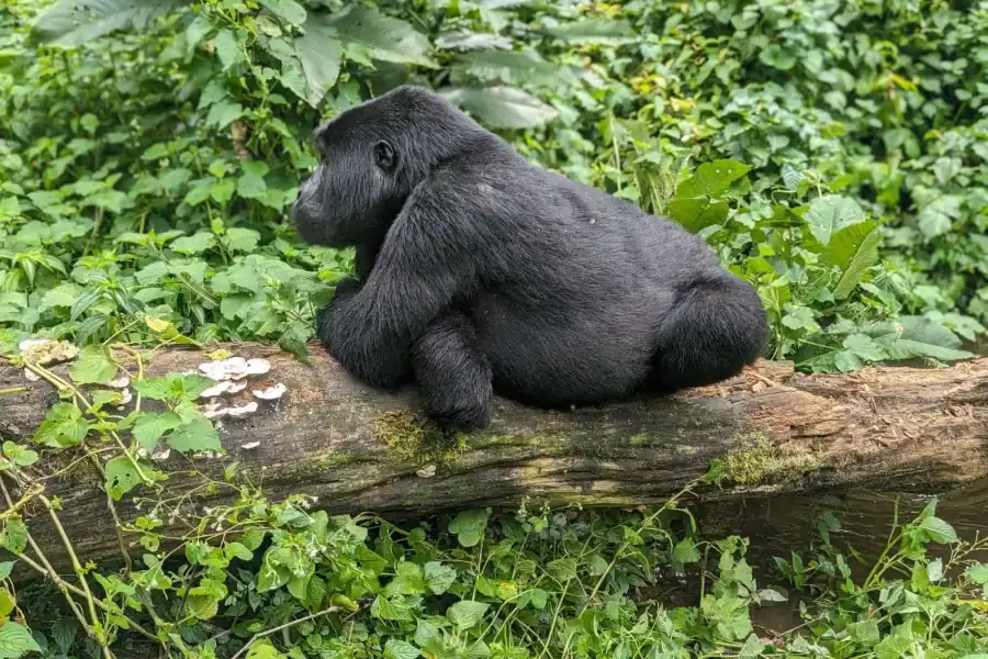 🕓1 Day Gorilla Tour in Bwindi from Kigali