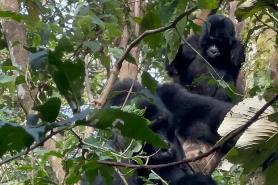 🕓1 Day Gorilla Trekking Bwindi Impenetrable National Park