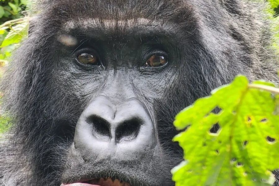 🕓1 Day gorilla trekking safari tour, volcanoes national park.