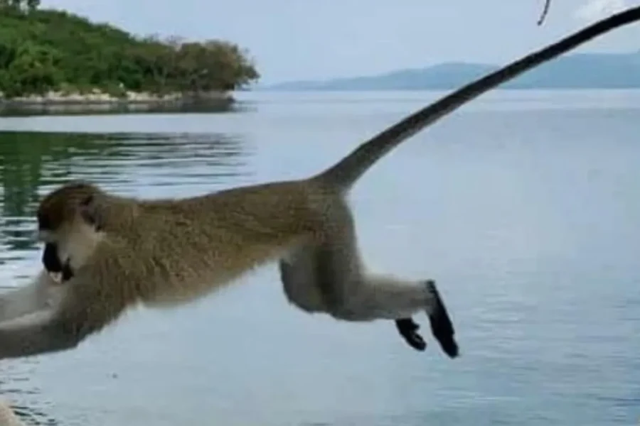 🕓1-Day Lake Kivu Boat Tour& Coffee Experience