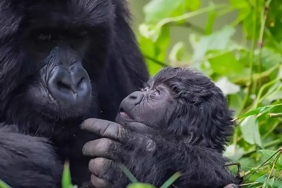 🕓1 Day Memorable gorilla Trekking and Dian Fossey Museum