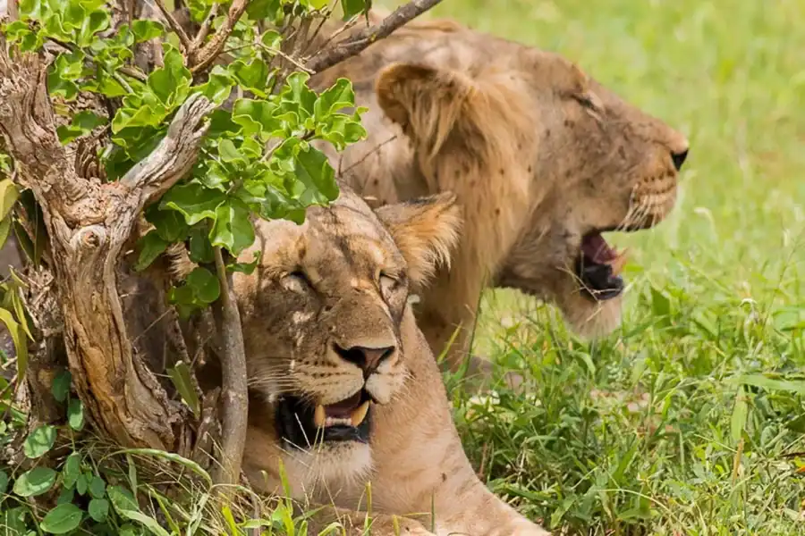 🕓1 Day Tsavo East National Park, Wildlife Safari- Kenya
