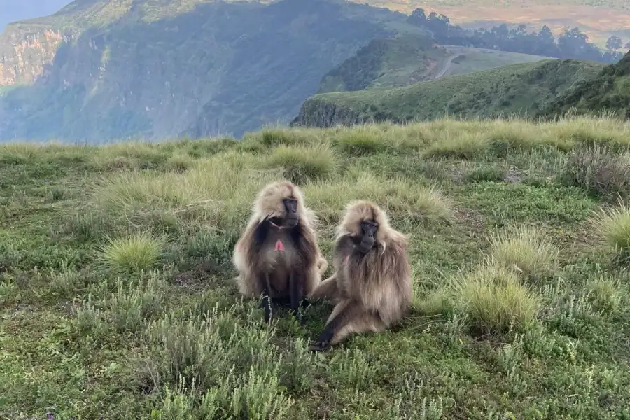 🕓10-Day Simien Mountains Trek: Summit Stunning Ras Dejen