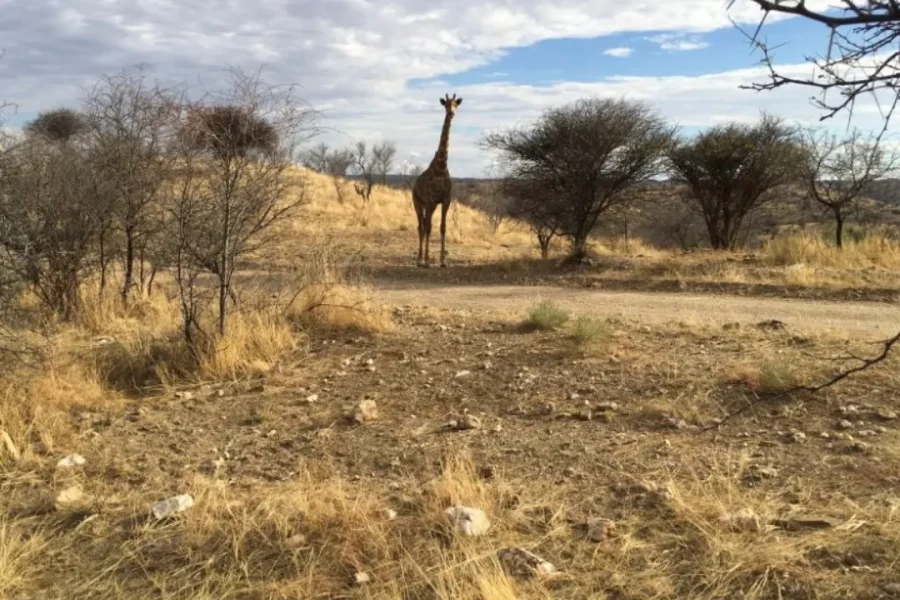 🕓1/2 day in Windhoek: Game Reserve Safari, City Tour, Lunch