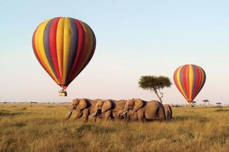 🕓From Nairobi: 12 Days Small Group Kenya and Tanzania Safari