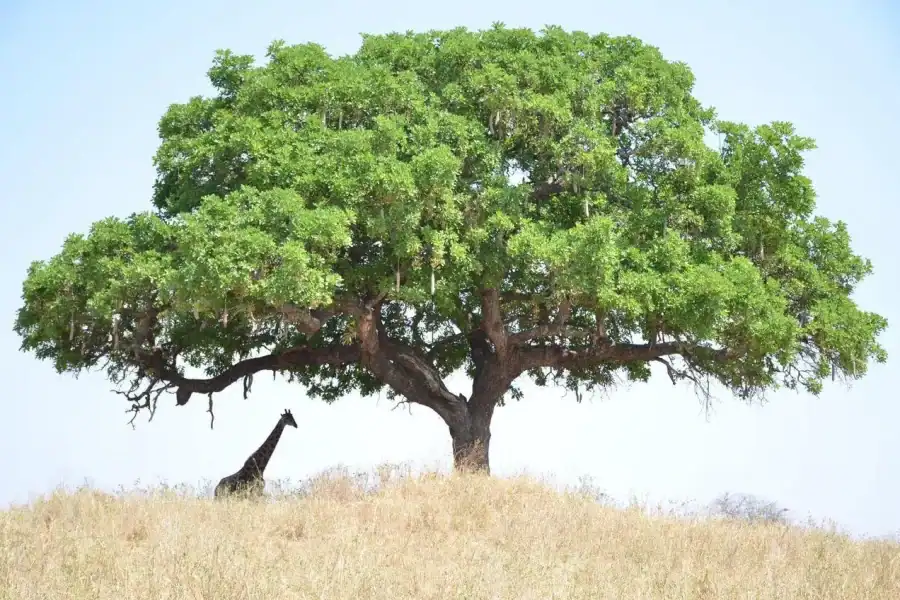 🕓12 Days Tanzania Adventure: Safari, Culture& Mountains