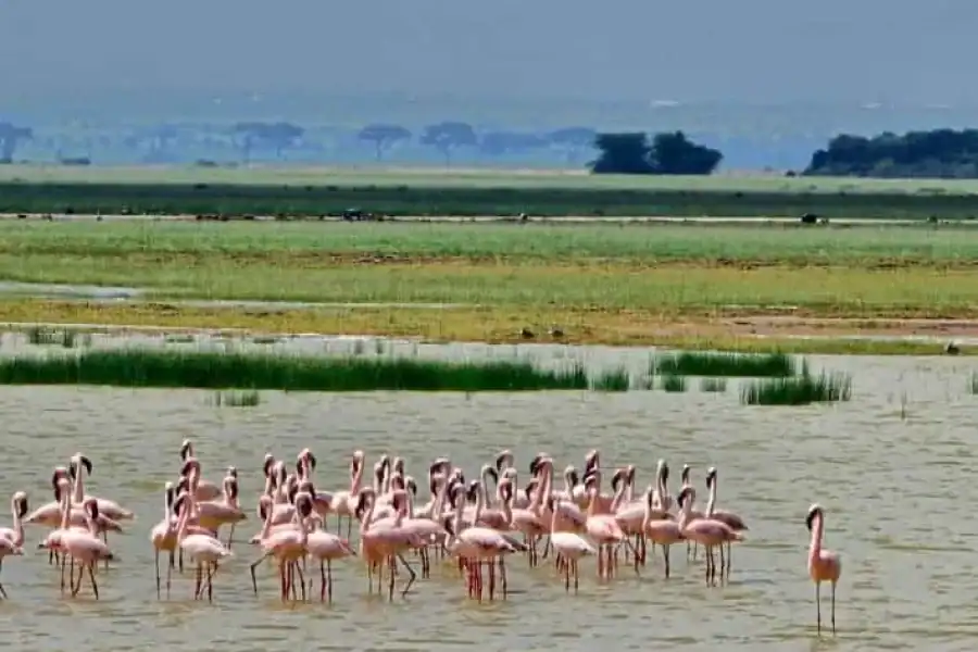 🚸2 Day Amboseli & Nairobi Safari