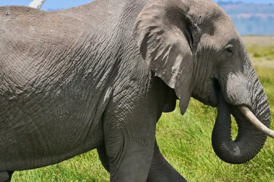 🕓2-Day Amboseli National Park Safari
