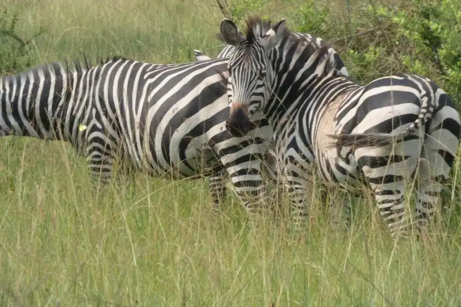 🕓2-Day Lake Mburo National Park Safari from Entebbe/Kampala.