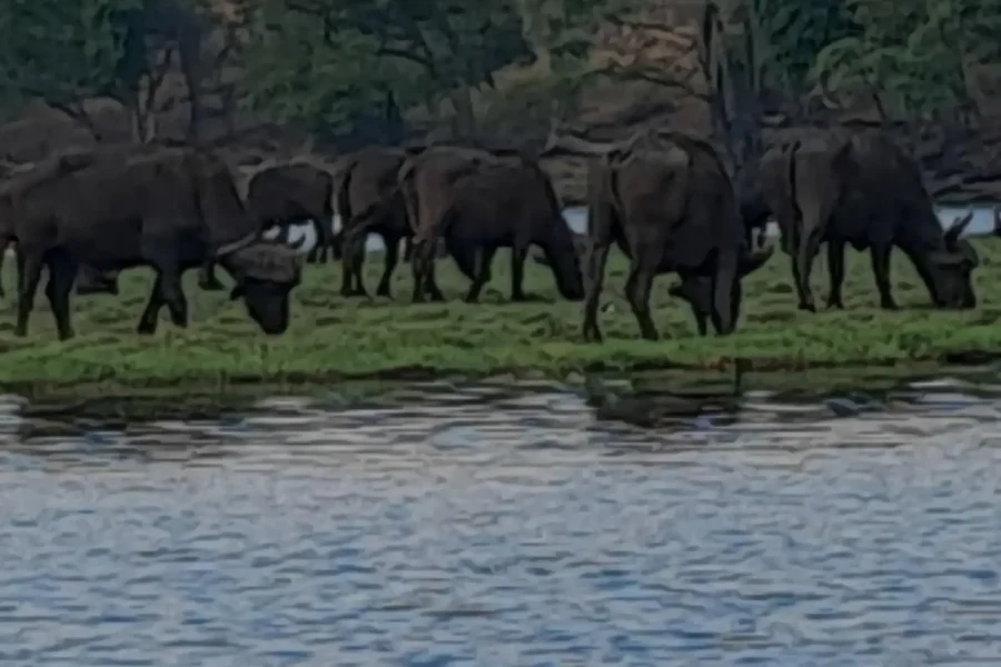 🕓2 Day one night chobe safaris