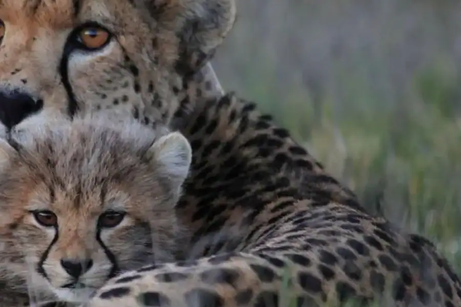 🕓2-Day Safari with Big 5 Game Drives, at amazing 4-Star Lodge