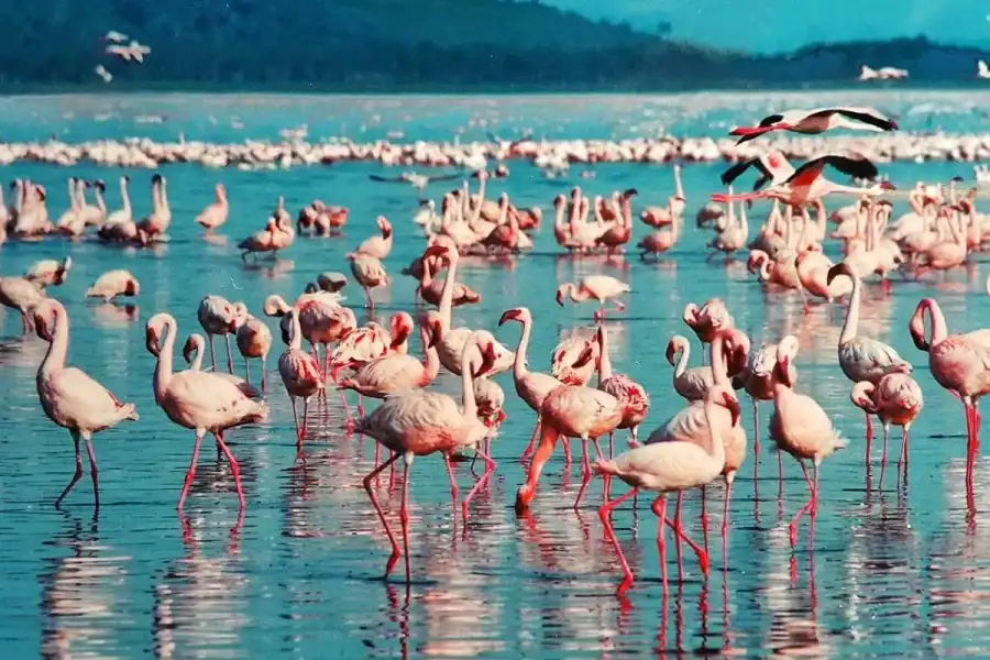 🕓2 Day Tour Lake Nakuru, Hell' s Gate& Lake Naivasha