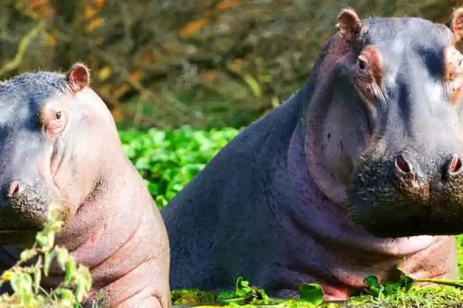 🚸2 Day Tour Lake Nakuru, Hell’ S Gate & Lake Naivasha Safari