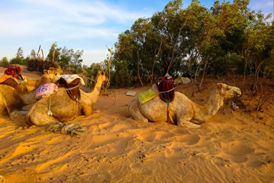 🕓2 Day Trip: Pink Lake -> Night in Lompoul Desert -> St Louis