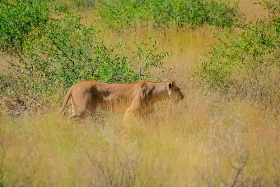 🕓2-Days 1 Night Samburu National Reserve Safari Tour