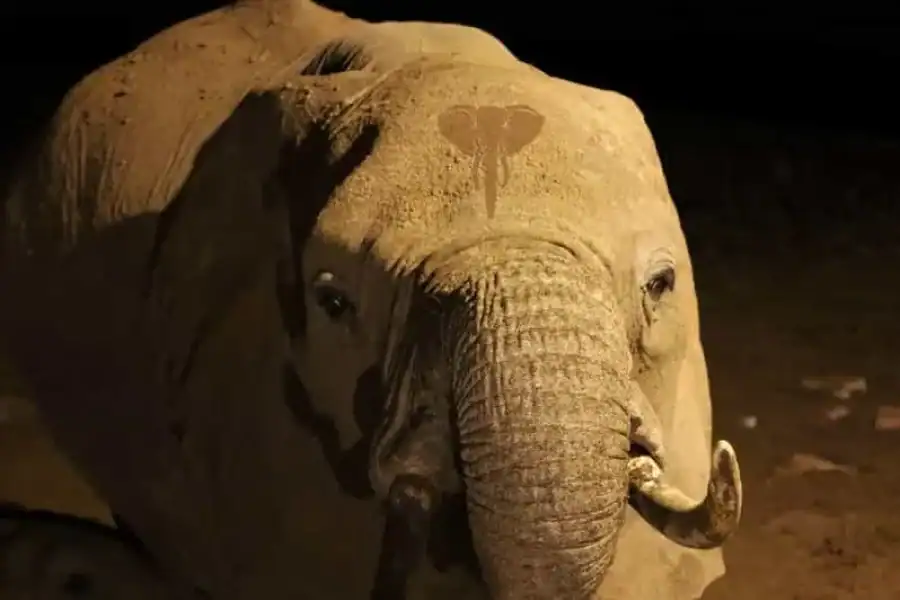 🚸2 Days 1 Night Taita Hills Saltlick Safari