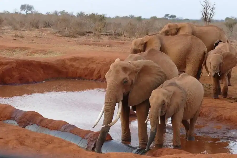 🕓2 days 1 night Tsavo East safari from Diani/Mombasa