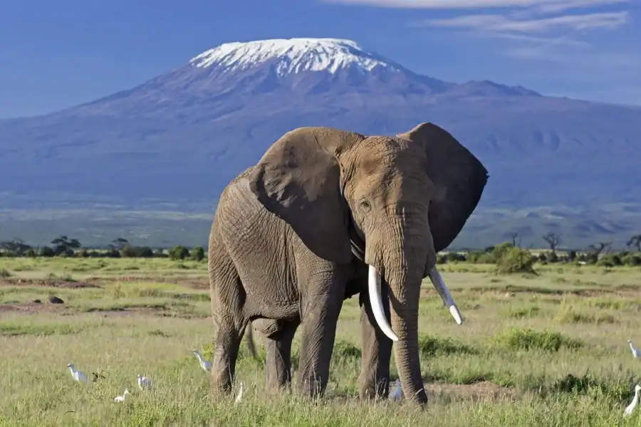 🕓2 Days Amboseli using Safari Landcruiser 4×4 (with options)
