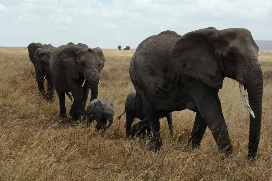 🕓2 DAYS FLIGHT SAFARI ADVENTURE FROM ZANZIBAR TO NYERERE