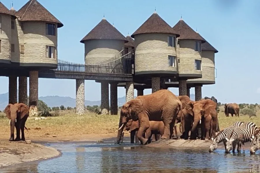 🕓PRIVATE OVERNIGHT SALTLICK SAFARI FROM MOMBASA OR DIANI