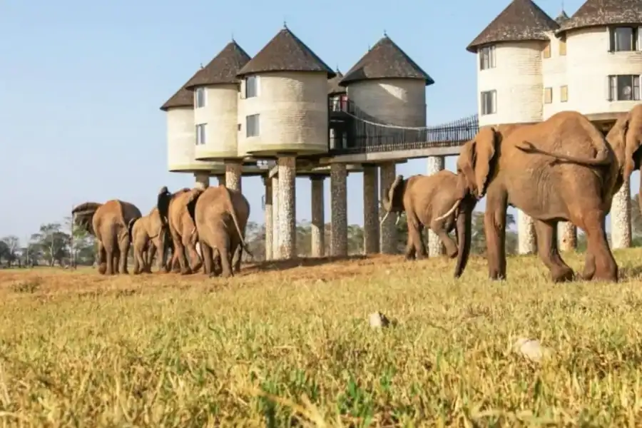 🕓2 days Tsavo East and saltlick safari from Diani/Mombasa