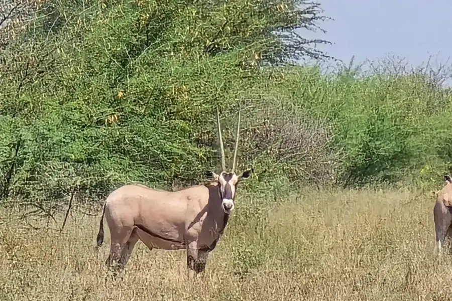 🕓2 Days Wildlife& Bird Watching Tours to Awash National Park