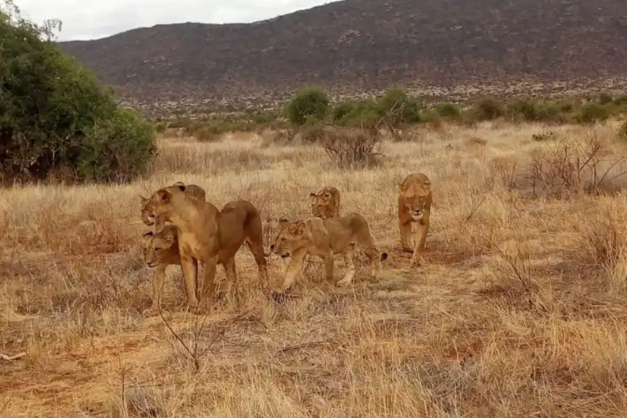 🕓Tsavo East National Park : 2 Day Tour From Mombasa