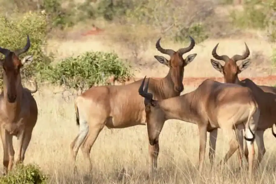 🚸2-days Wildlife Safari To Tsavo East & Tsavo West Park