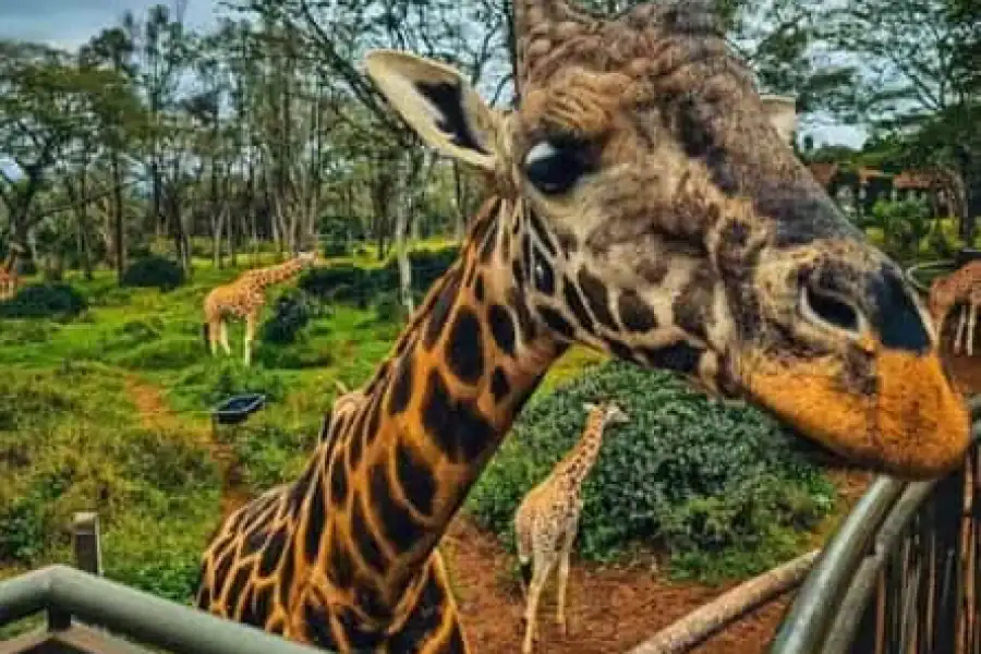 🚸2-hour Private Tour In Giraffe Centre In Nairobi