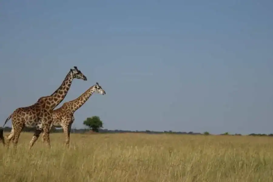 🚸’3-day Private Safari To Maasai Mara With French Guide’