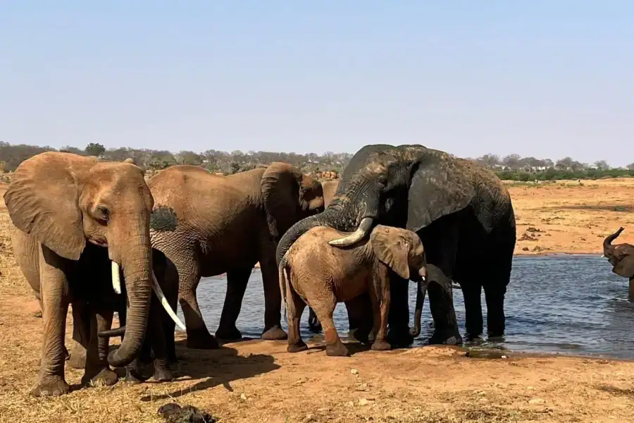 🕓3-Day Amboseli and Tsavo East Safari Tour