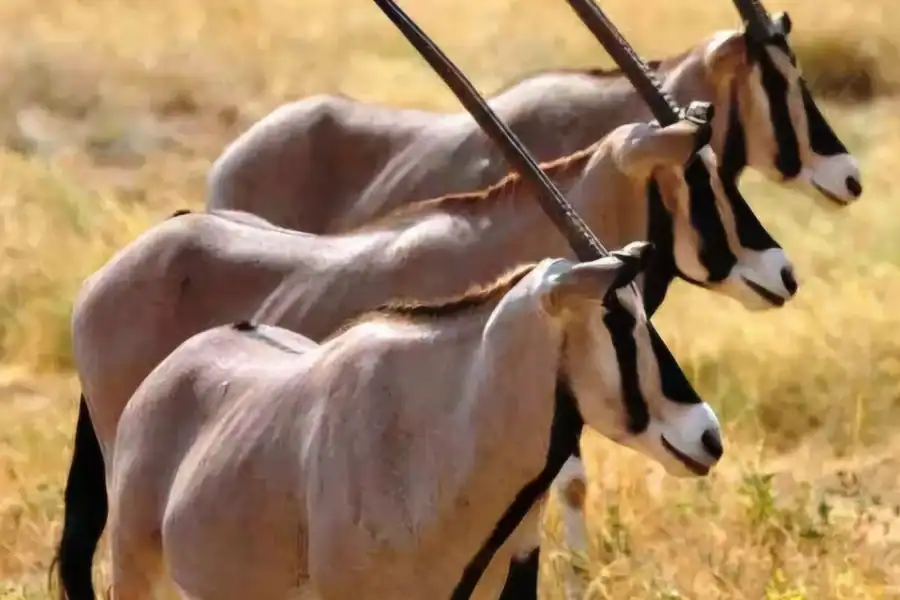 🕓3-Day Awash National Park Wildlife& Hot Springs Tour