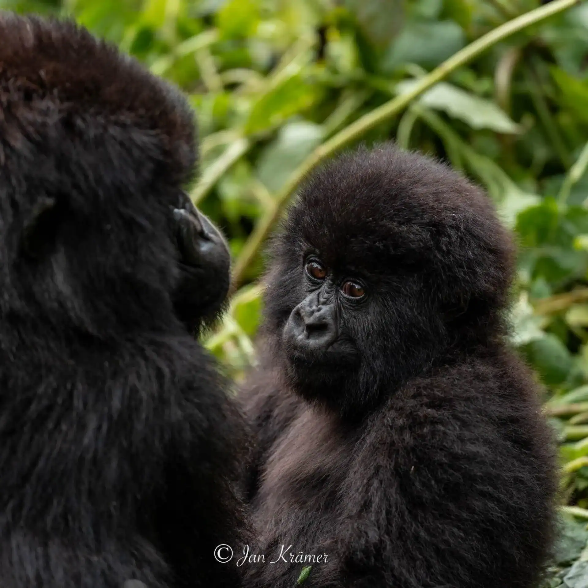 🕓3-Day Bwindi Gorilla Trekking Safari