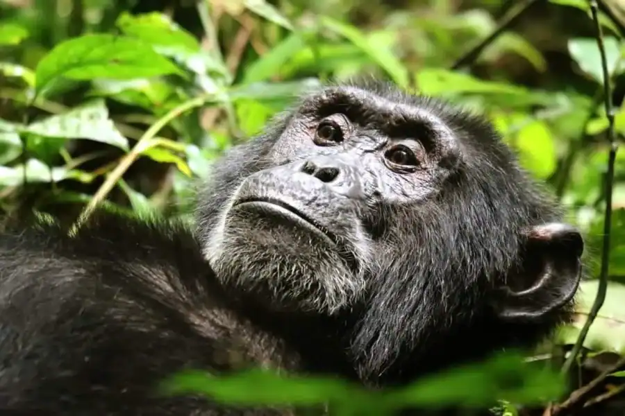 🕓3-Day Bwindi Gorilla Trekking Tour