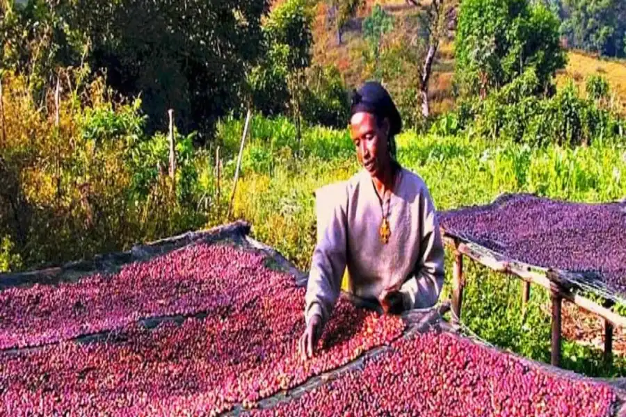 🕓3-Day Coffee Farm& Local Culture Experience in Yirgalem