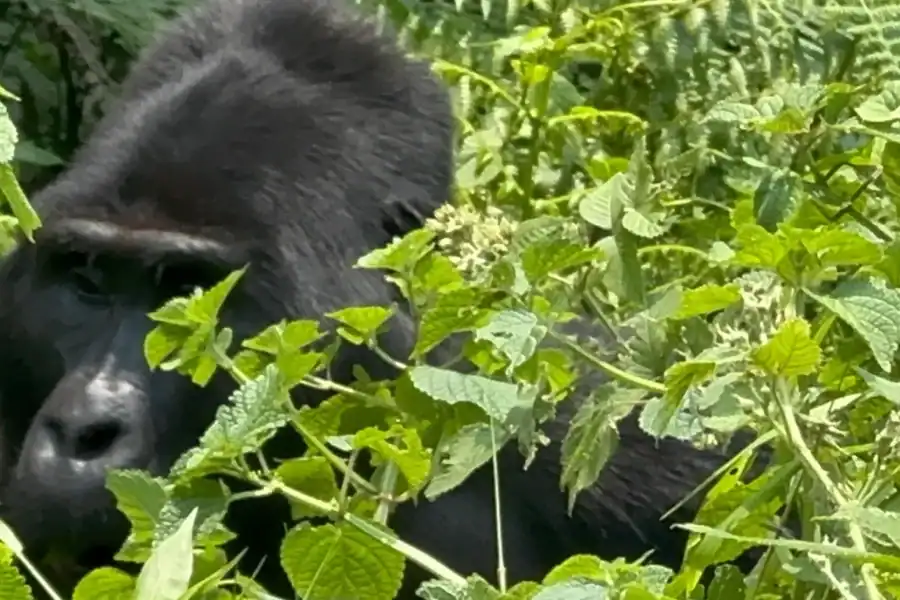 🕓3-Day Gorilla Trek Mgahinga Gorilla NP Uganda via Rwanda