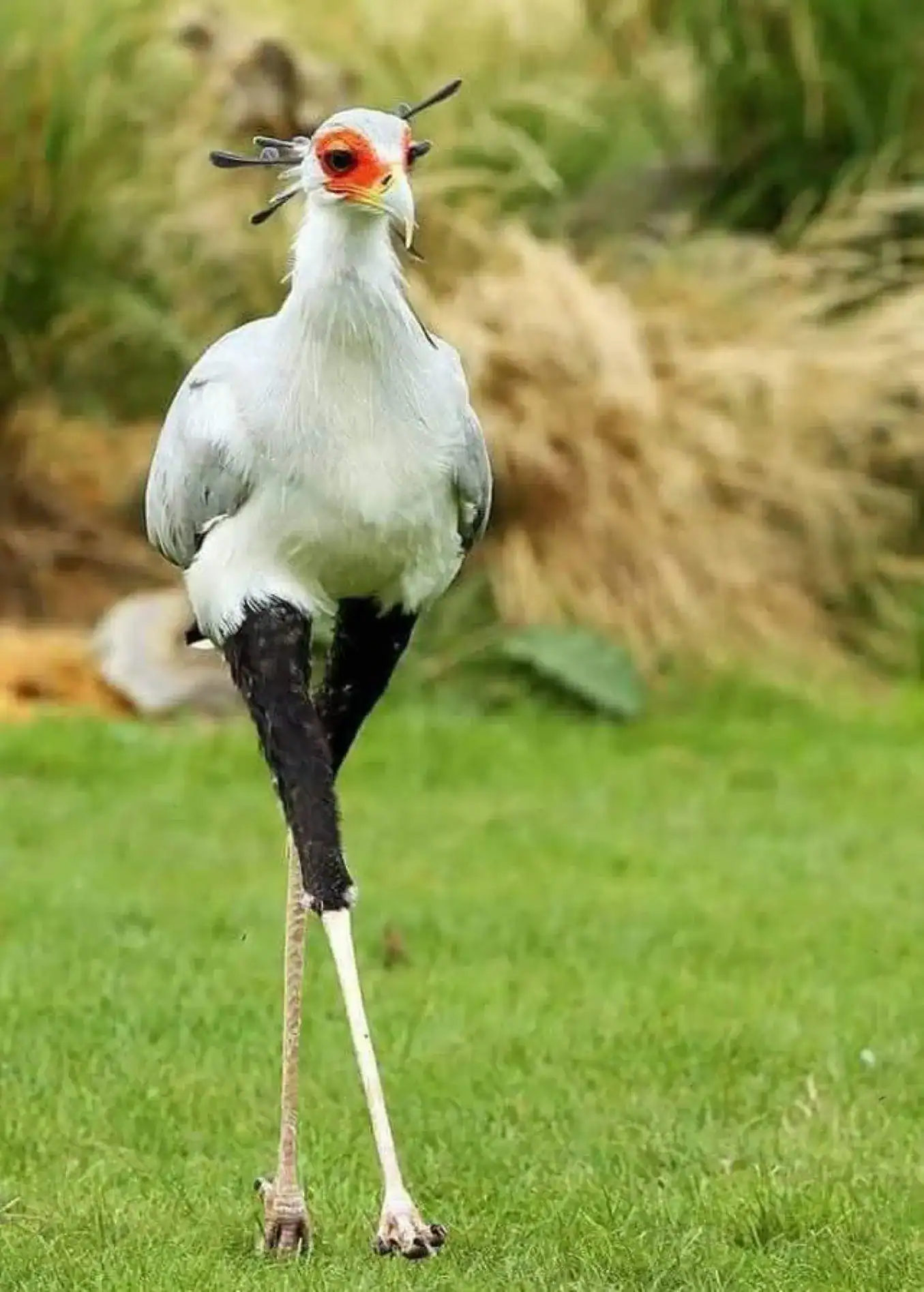 🕓3-Day Livingstone& Lochinvar National Park Birding Safari
