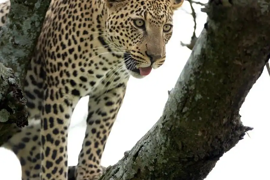 🕓3-Day Masai Mara& Lake Naivasha Private Budget Safari