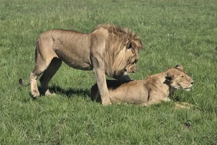 🕓5-Day Safari to Ol Pejeta, Nakuru, and Masai Mara