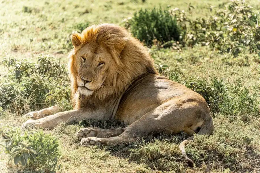 🕓3 day Mikumi Safari, Uluguru Hike& Maasai Culture