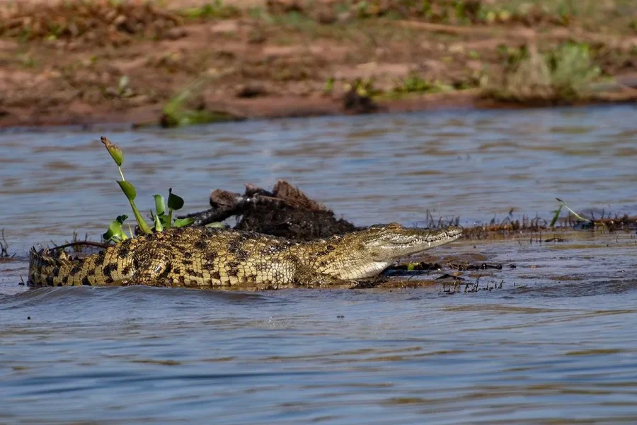 🕓3-day Rwanda Bird Watching in Akagera National Park