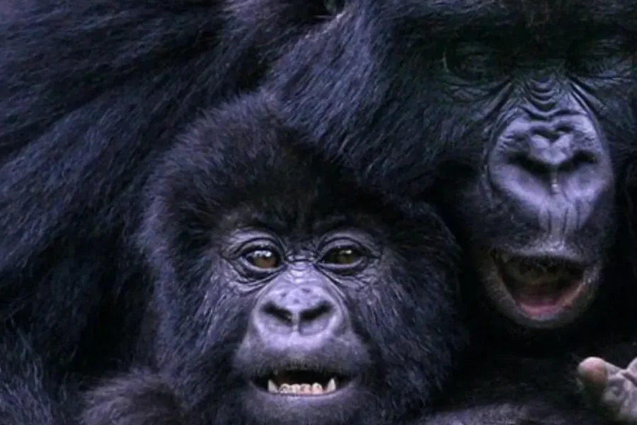 🕓3 Day Rwanda Gorilla and Golden Monkey Trekking Tour