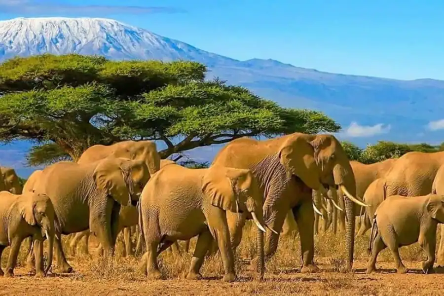 🕓3 Day Senior Safari to Amboseli from Nairobi
