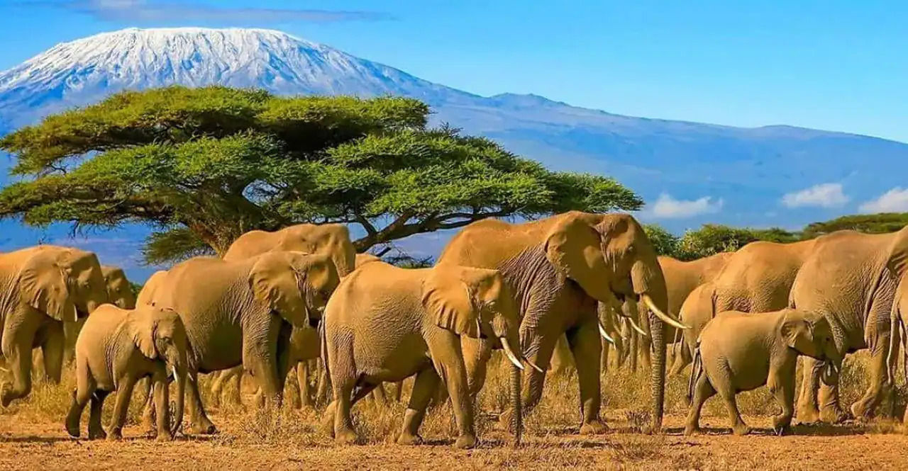 🕓3 Day Senior Safari to Amboseli from Nairobi