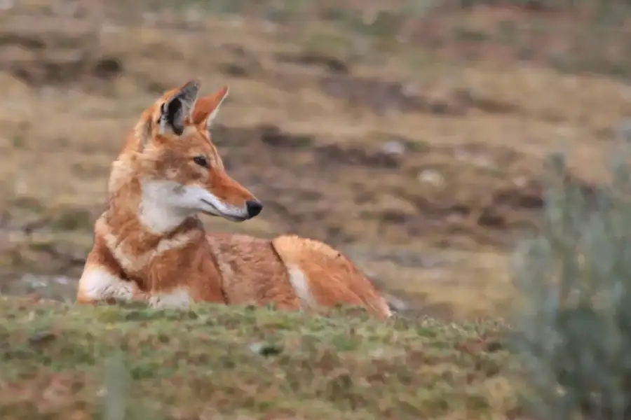 🕓3-Day Tour to Bale Mountains NP with Addis Ababa Visit