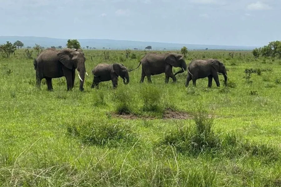 🕓3 DAYS 2 NIGHT SELOUS GAME RESERVE FROM ZANZIBAR BY FERRY