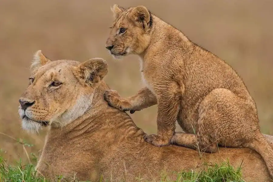 🕓3 Days 2 Nights Masai Mara National Reserve Safari Tour
