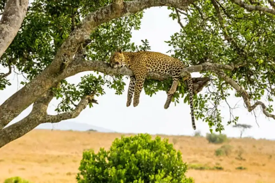 🚸3 Days Amboseli And Tsavo East Safari From Nairobi