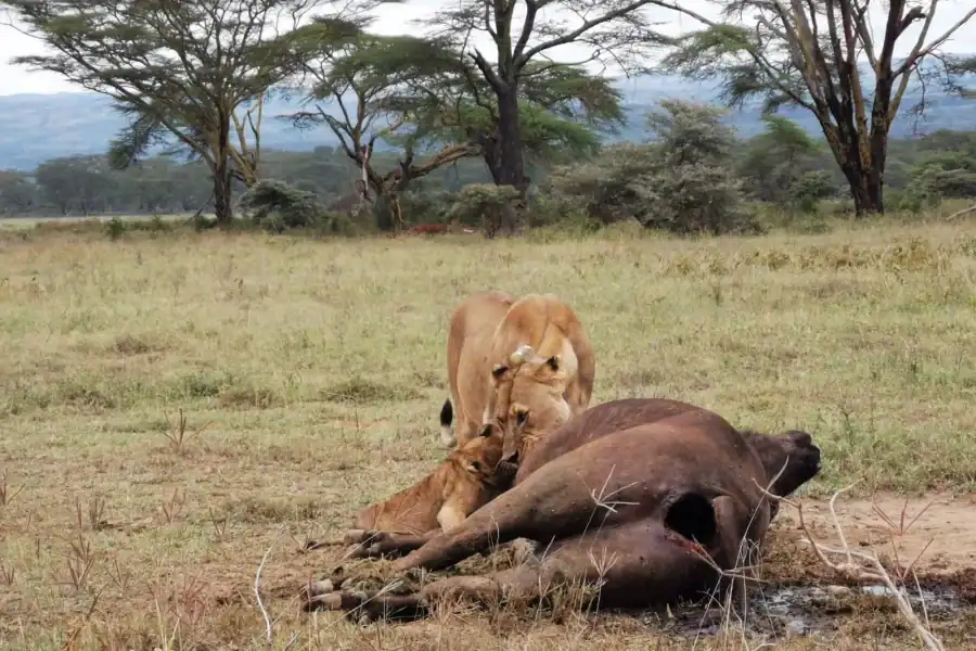 🕓3 Days Amboseli National Park with Masai Village Visit