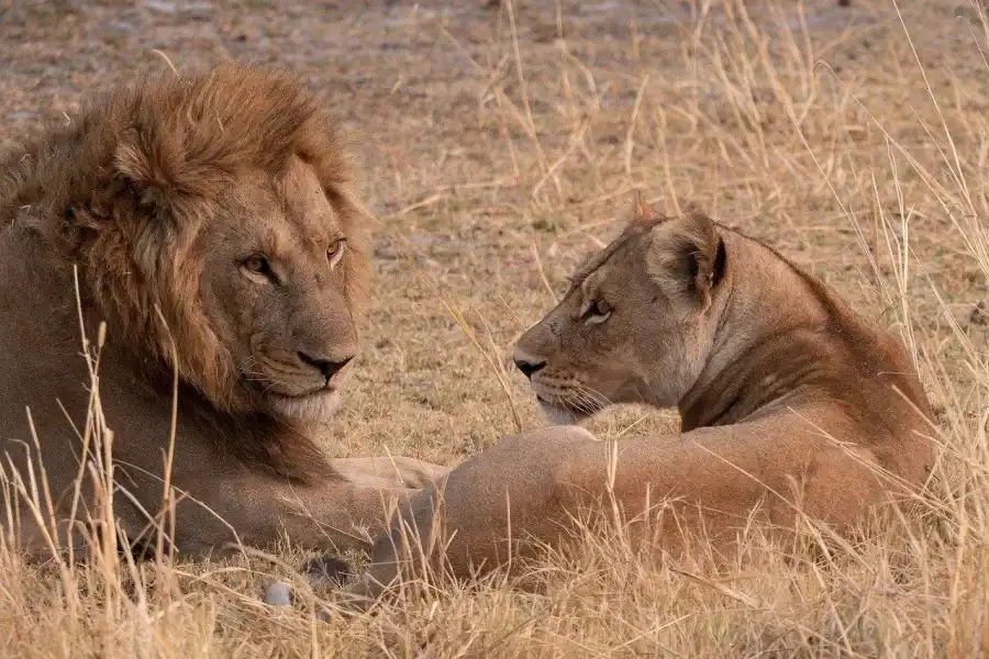 🕓3-days camping safari from Dar-es-Salaam to Mikumi N. Park